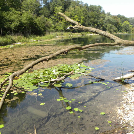 Revierbild: Mühlwasser Lobau