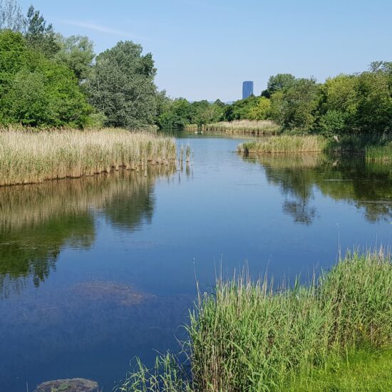 Revierbild: Unteres Mühlwasser Stadlau