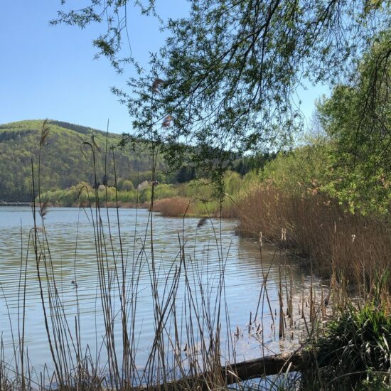 Revierbild: Wienerwaldsee